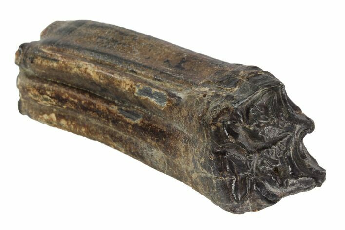 Pleistocene Aged Fossil Horse Tooth - Florida #87280